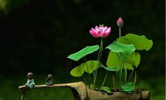 蔡甸金龙水寨生态乐园萤火虫梦幻空间一日游