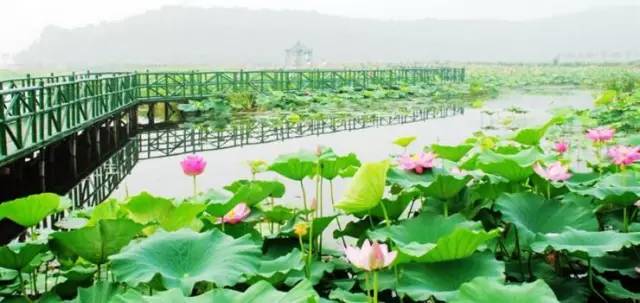 蔡甸景秀大地百果园采摘赏荷花一日游