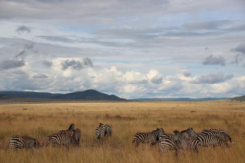 肯尼亚南非全景12日游猎奇之旅