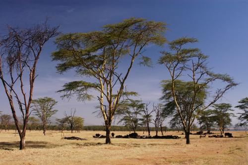 肯尼亚探索之旅10日游 动物王国